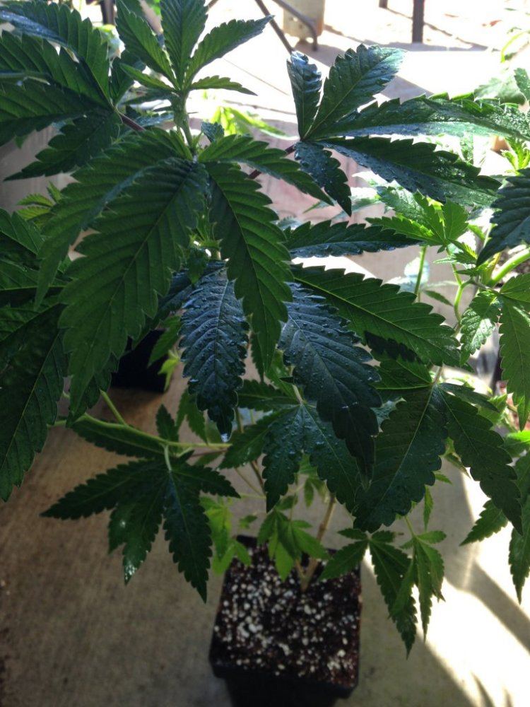 Stardawg Insanity