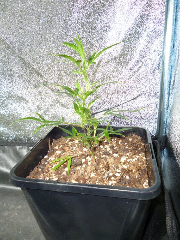 Stardawg
