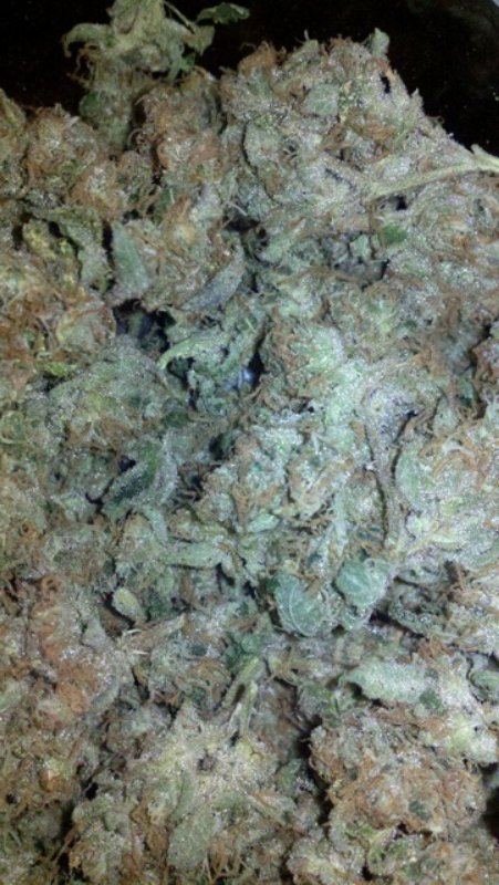 Stardawg