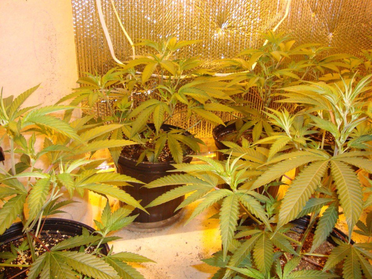 Stardawg