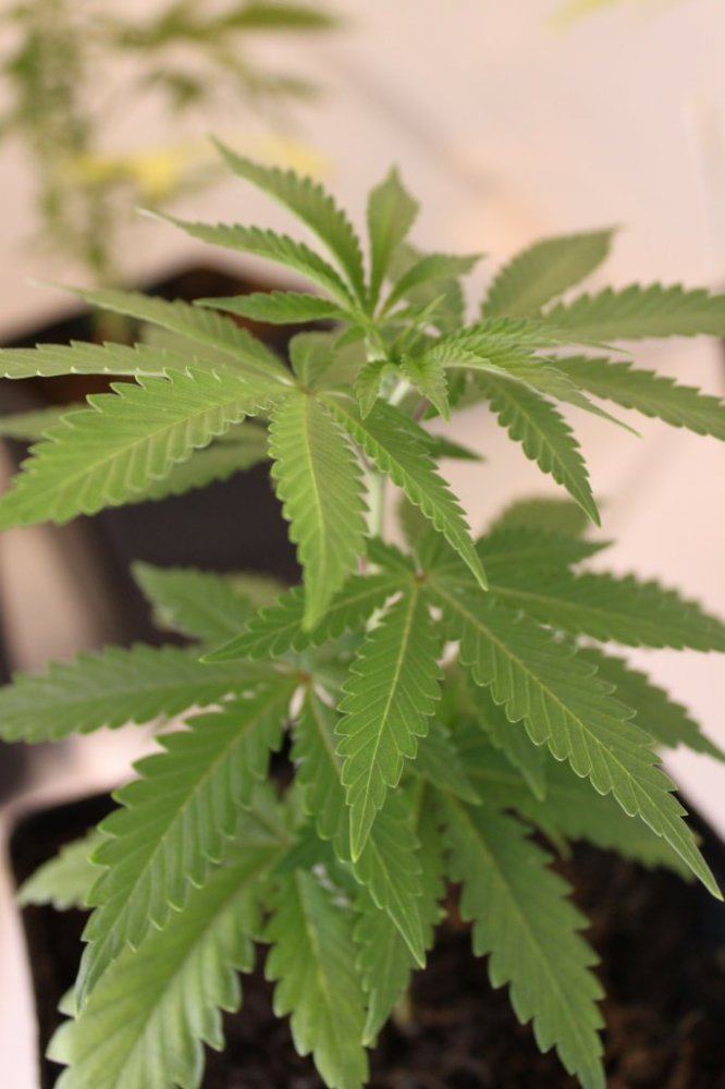 Stardawg