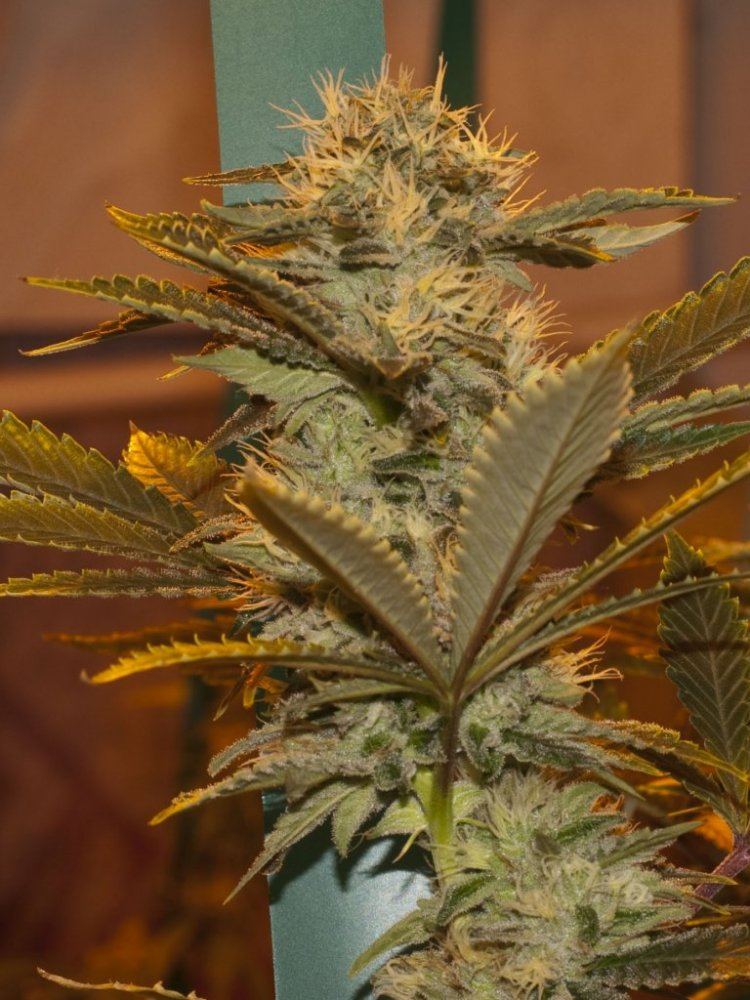 Stardawg