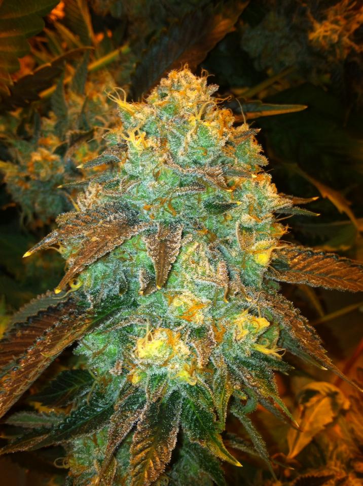 Stardawg
