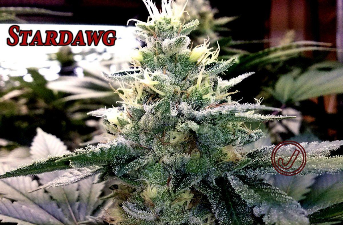 Stardawg