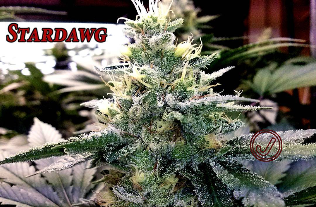 Stardawg