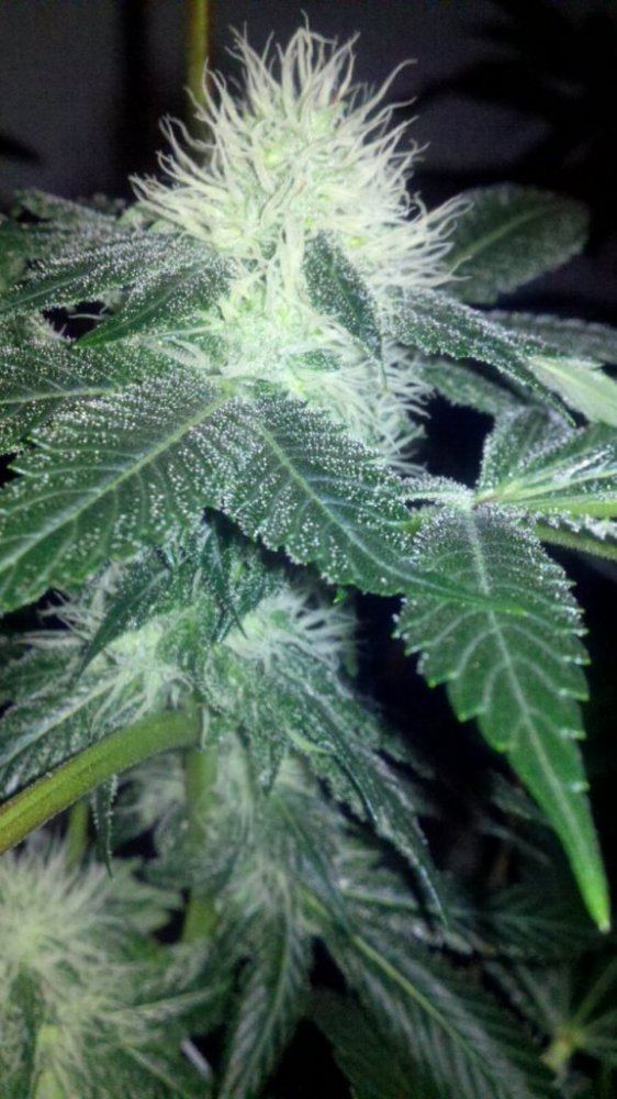 Stardawg x guava