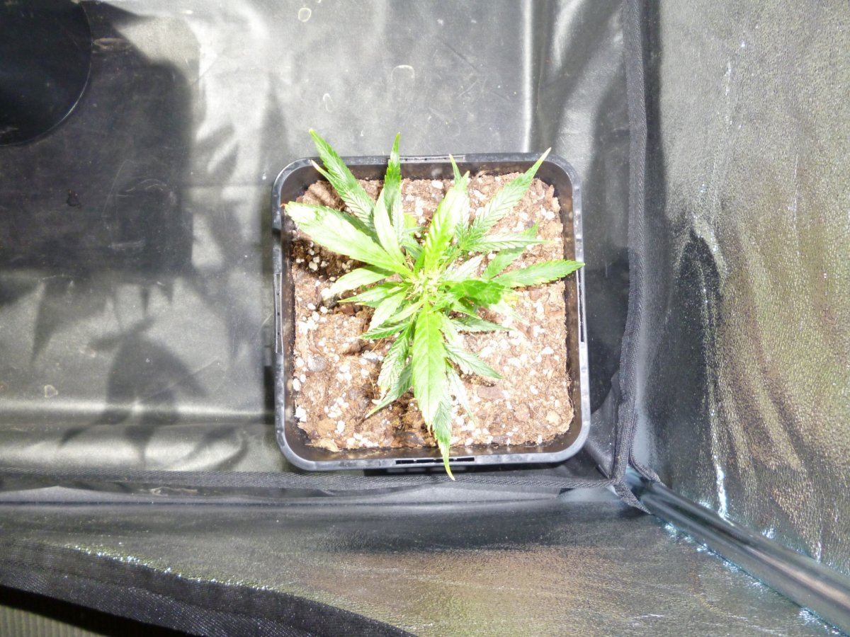 Stardawg1