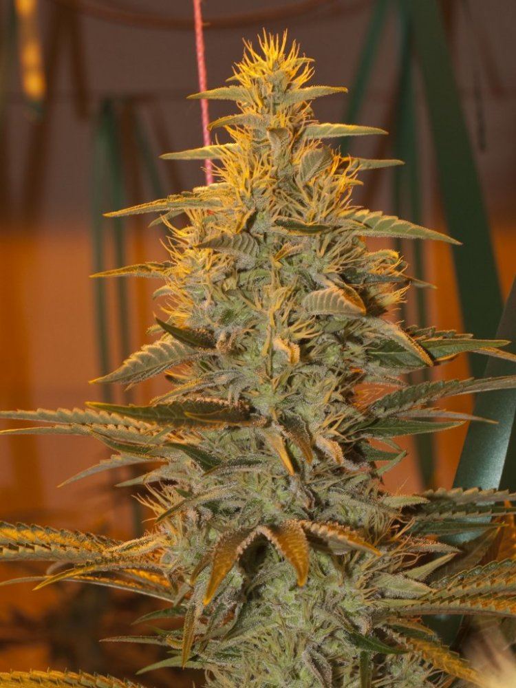 Stardawg1