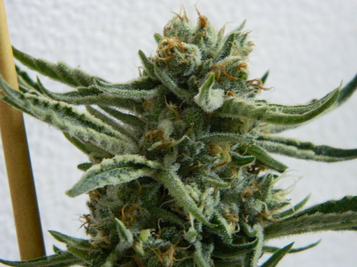 Starfighter8 weeks 198