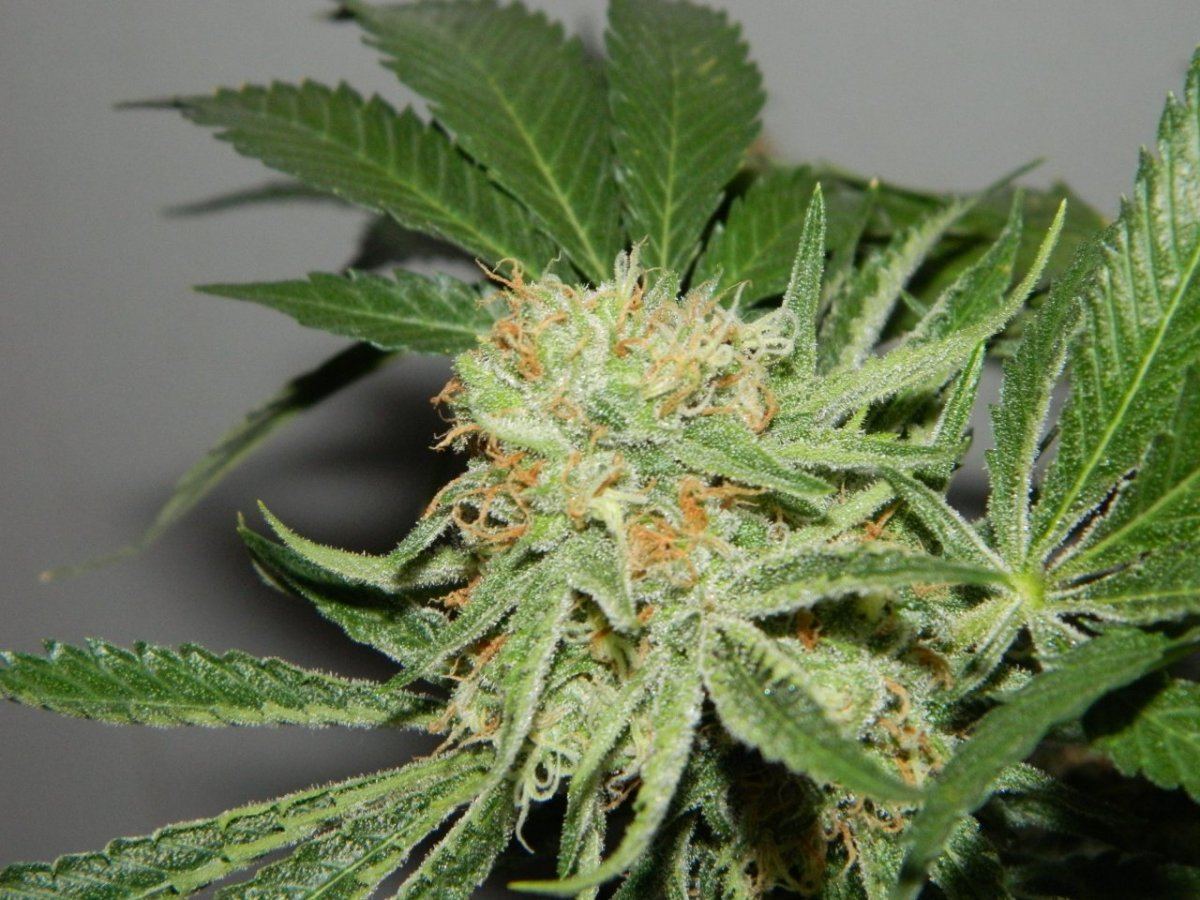 Starfighter8 weeks 202