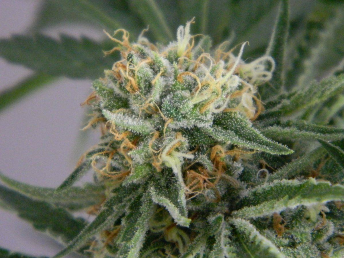 Starfighter8 weeks 204