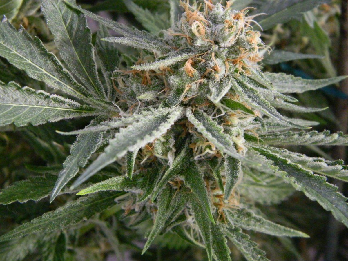Starfighter8 weeks 205