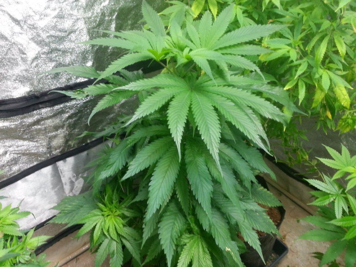 Starfighter male