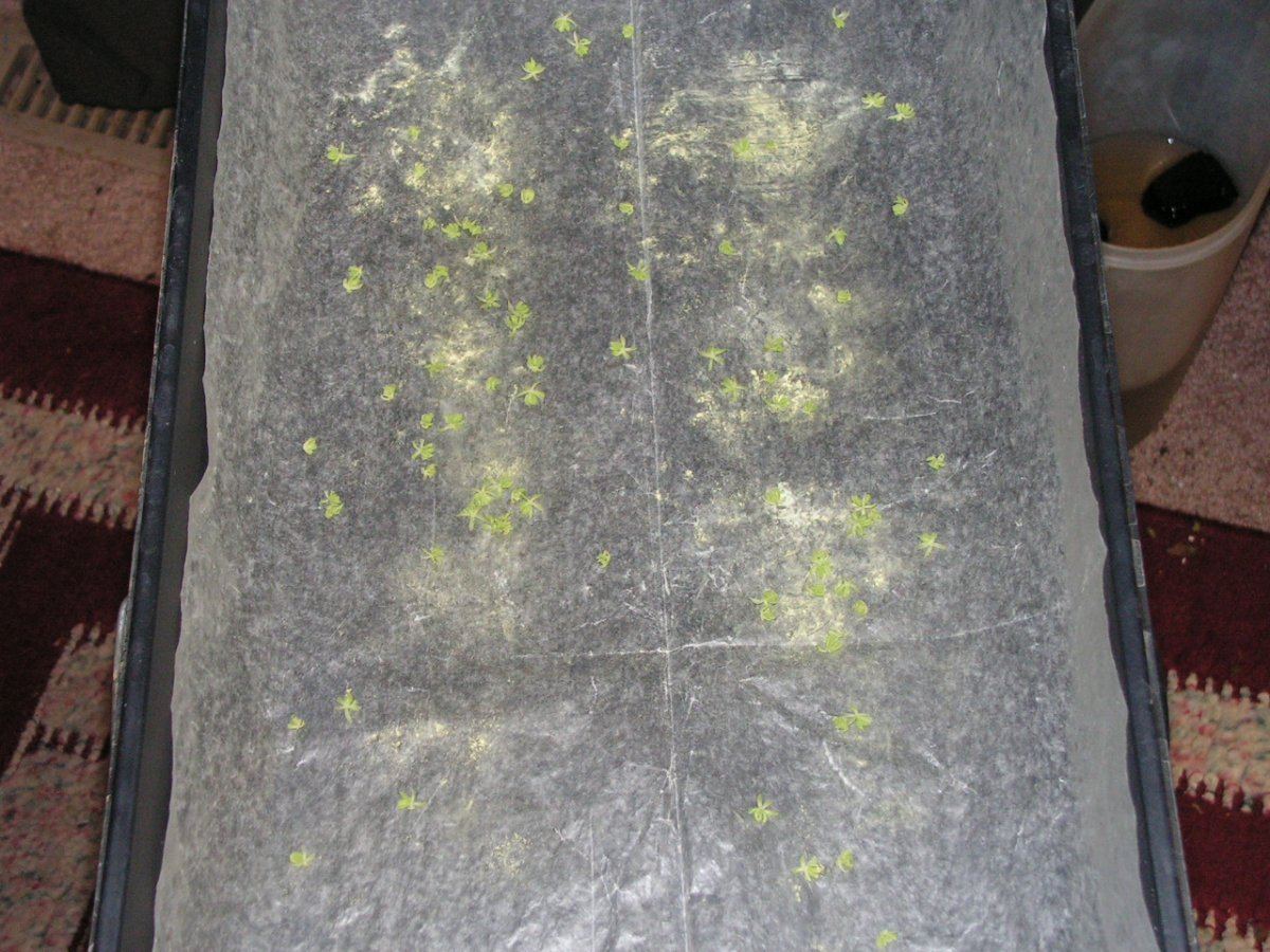 STARFIGHTER POLLEN 1