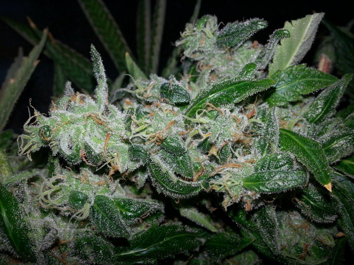 Starfighter2 harvest