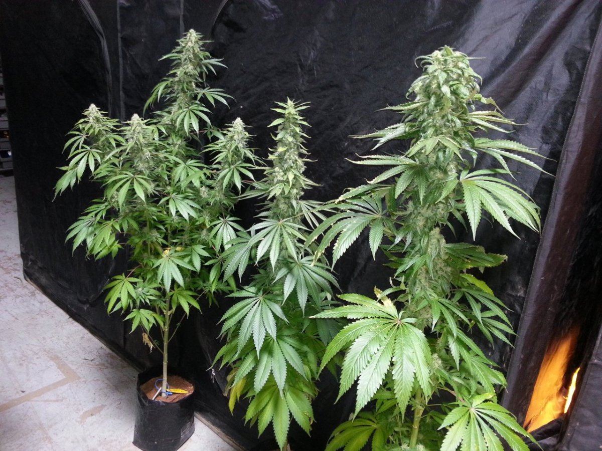 Starfighters 60ish days