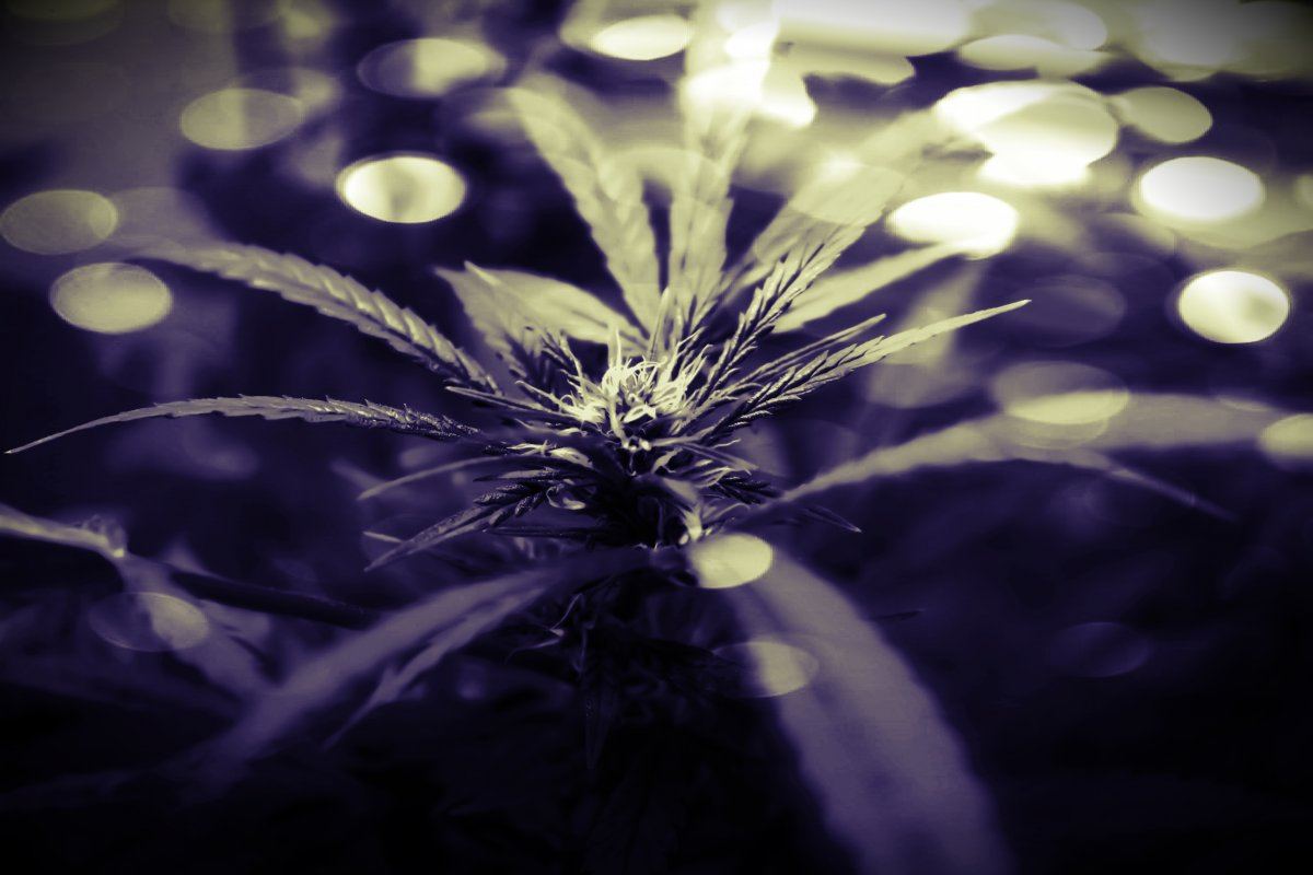 Starry buds