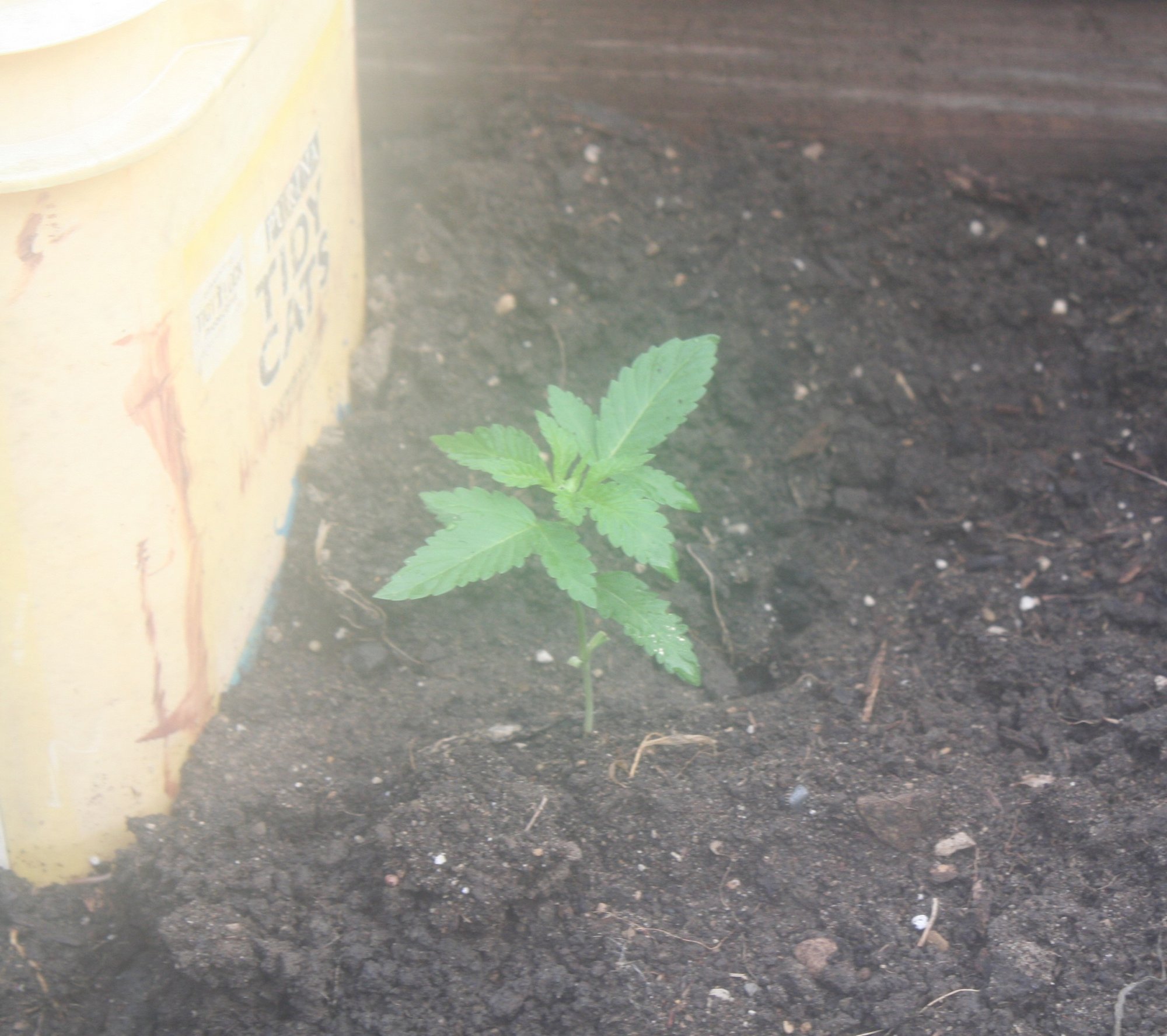 Start july 7th growing well