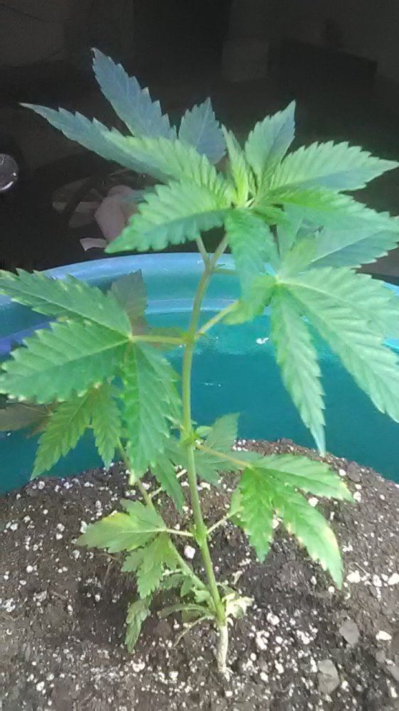 Start to grow again 2