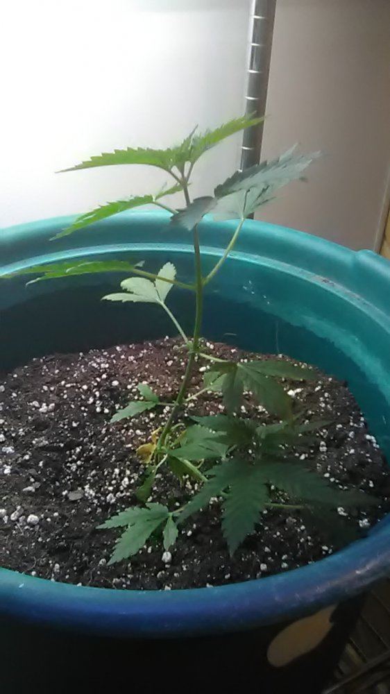 Start to grow again 3