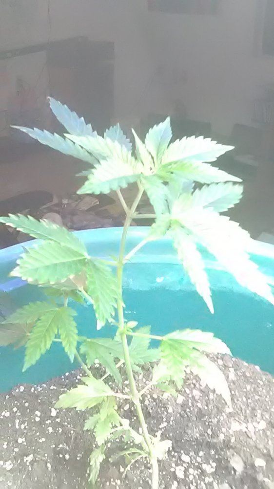 Start to grow again