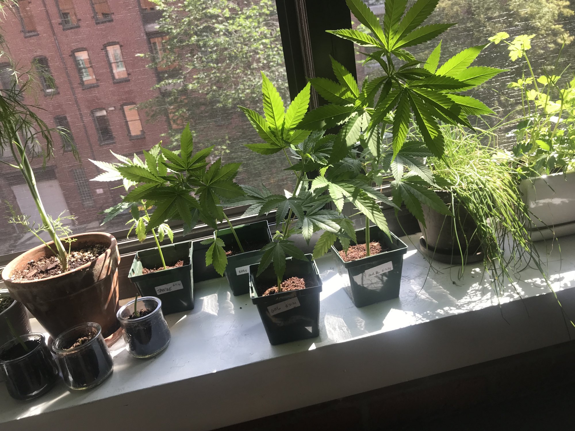 Starting clones outside very late what are my best options