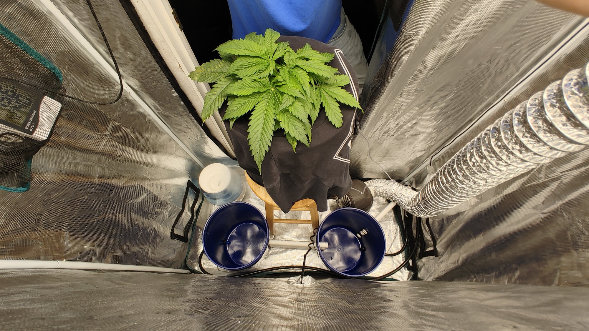 Starting photos in same tent as week 4 auto