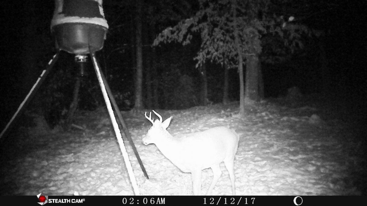 STC 0209 buck