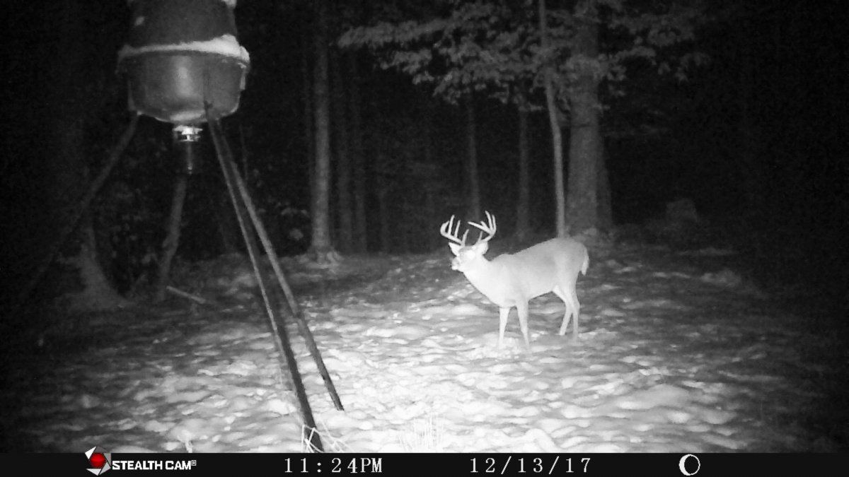 STC 0244 buck 10 pt