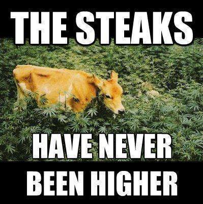 Steaks never hugher marijuana cow