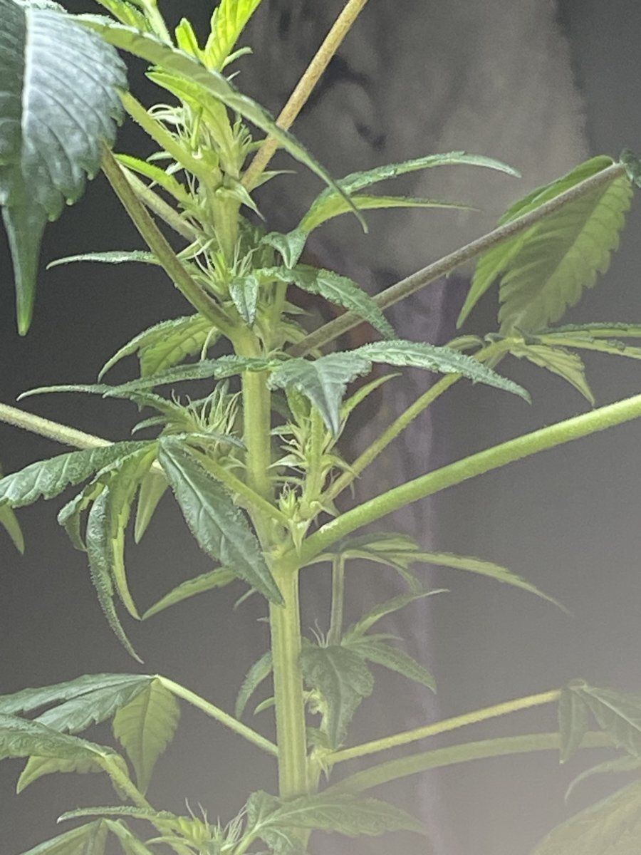 Stem issues including node topping in differ areas 2