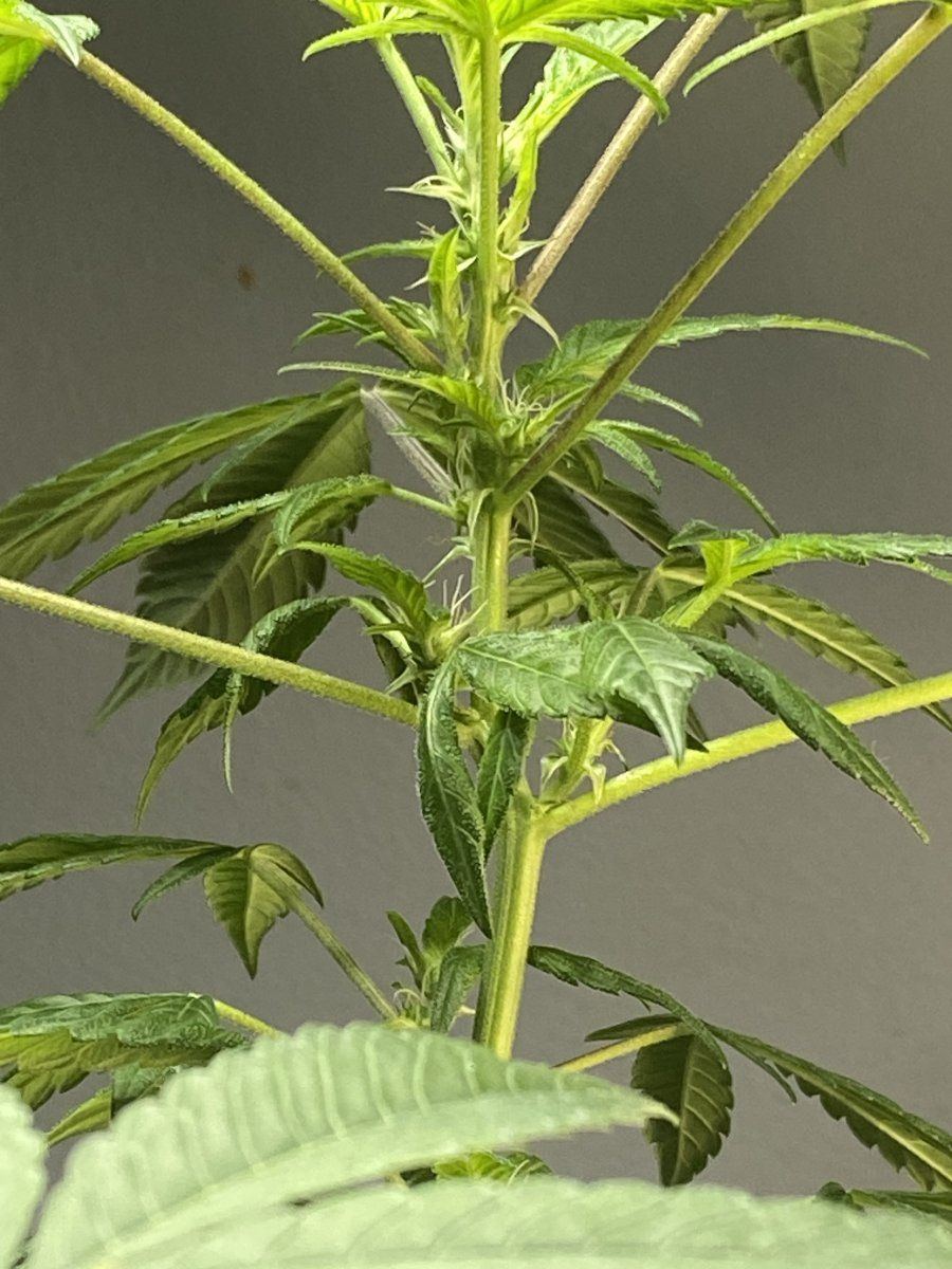 Stem issues including node topping in differ areas 3
