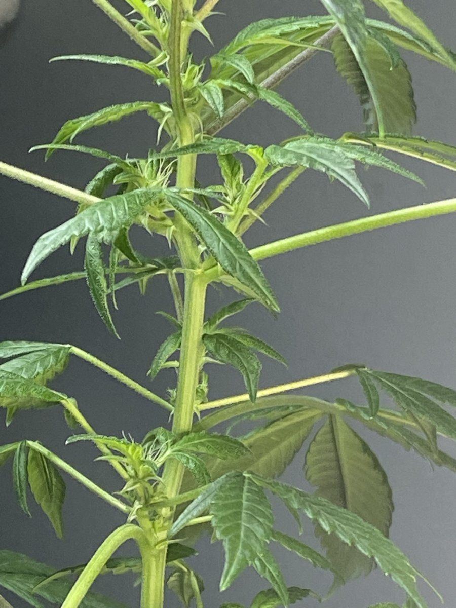 Stem issues including node topping in differ areas