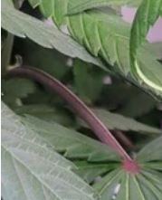 Stem