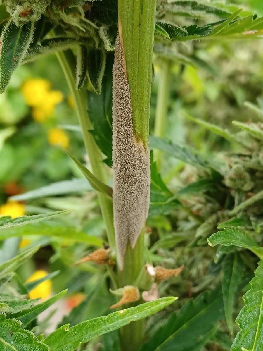 Stem