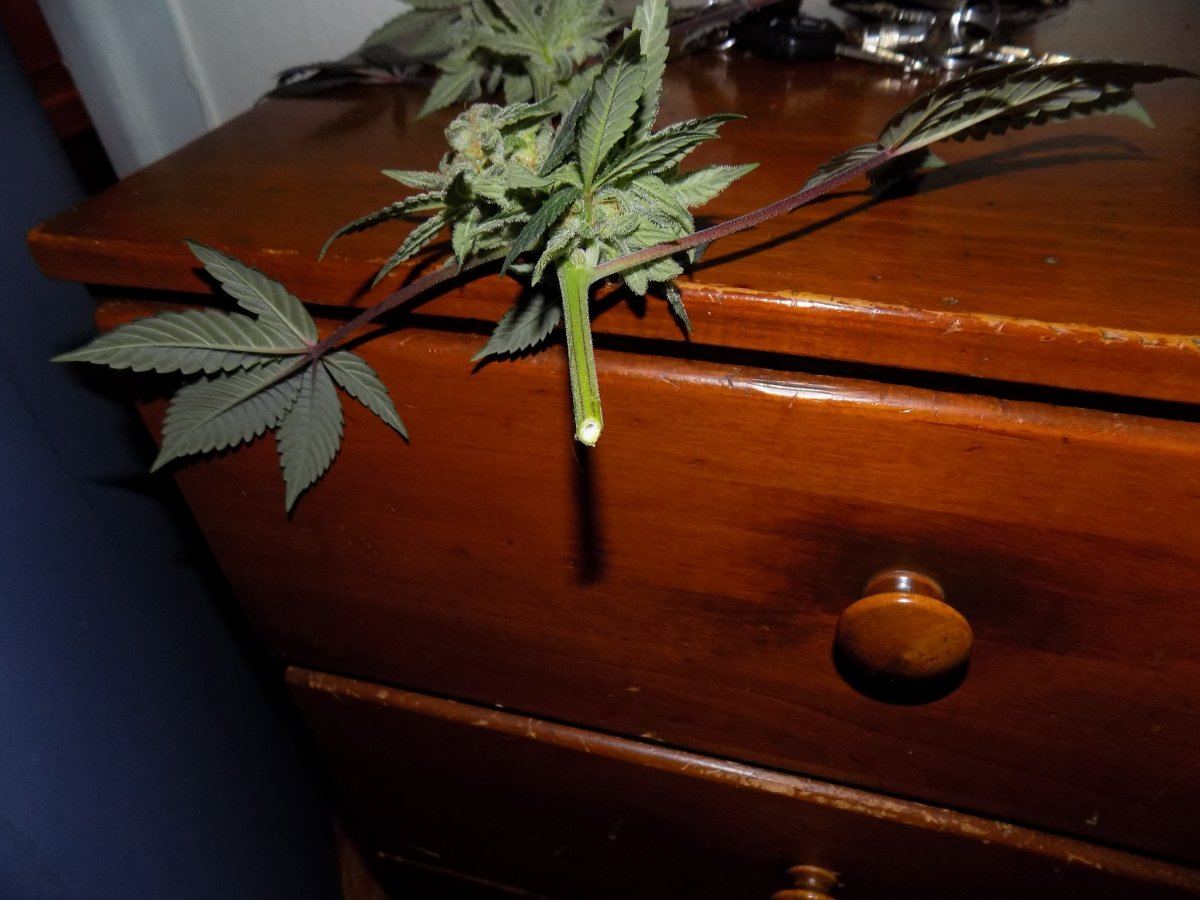 Stem