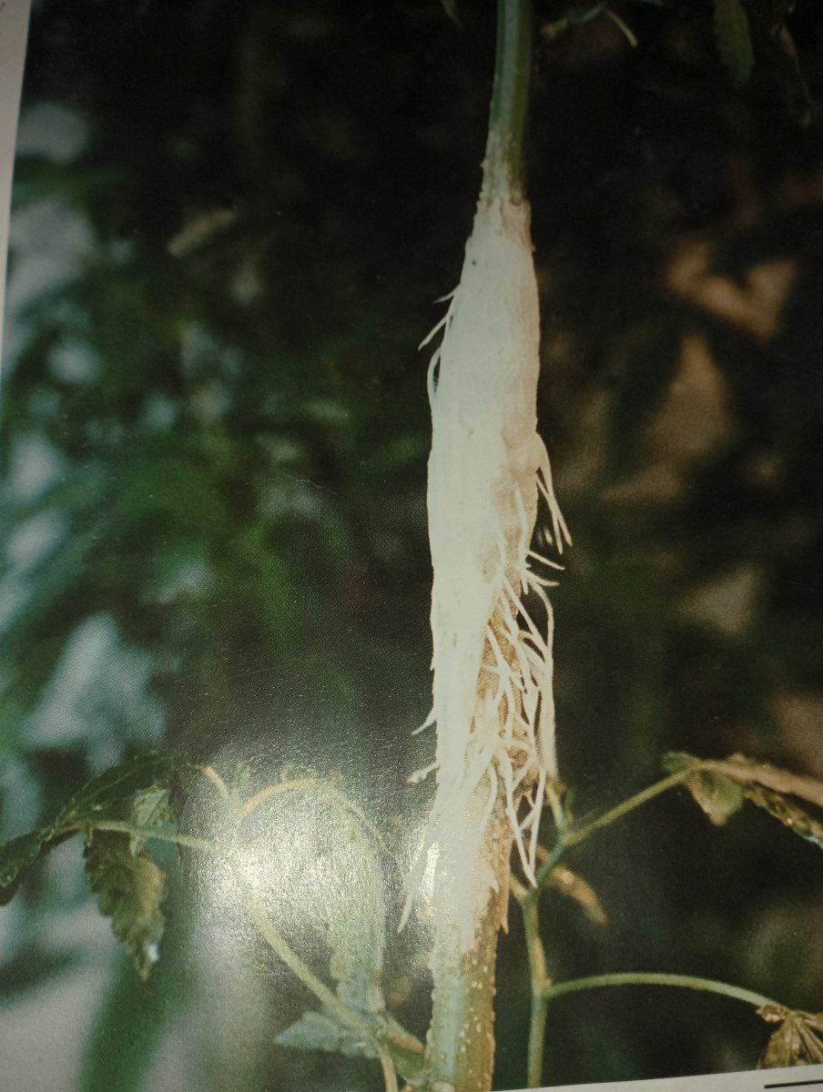Stem roots