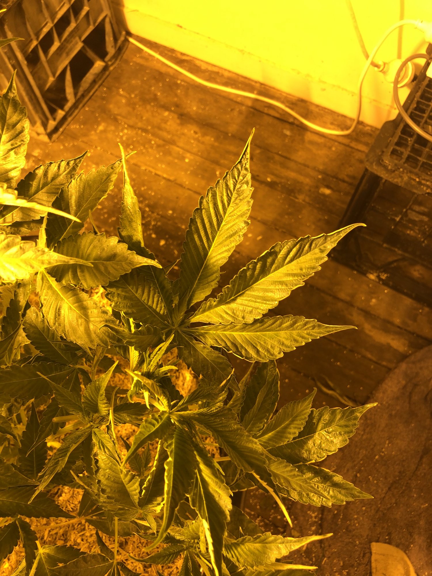 Stem rot or please help 3