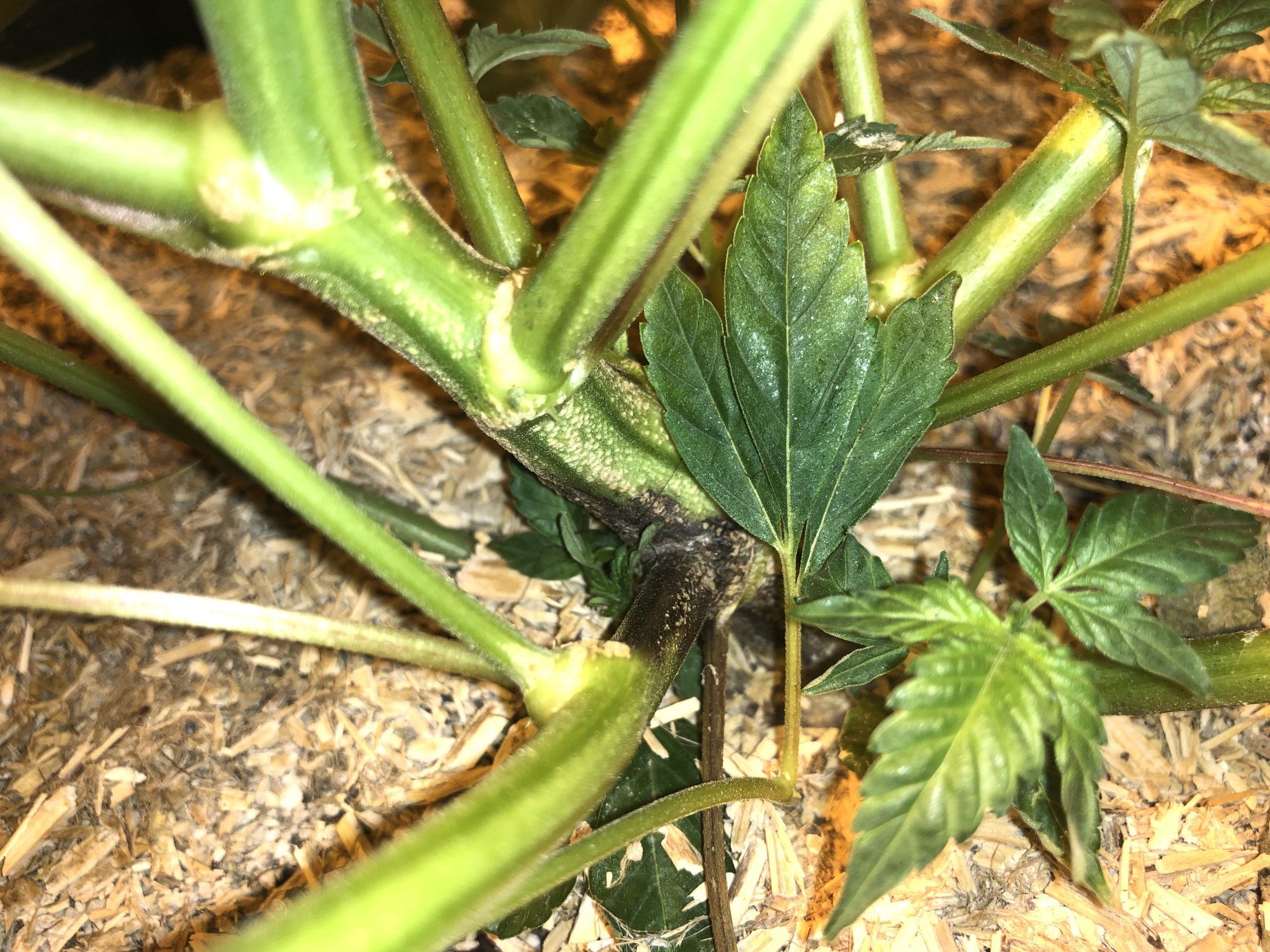 Stem rot or please help 4