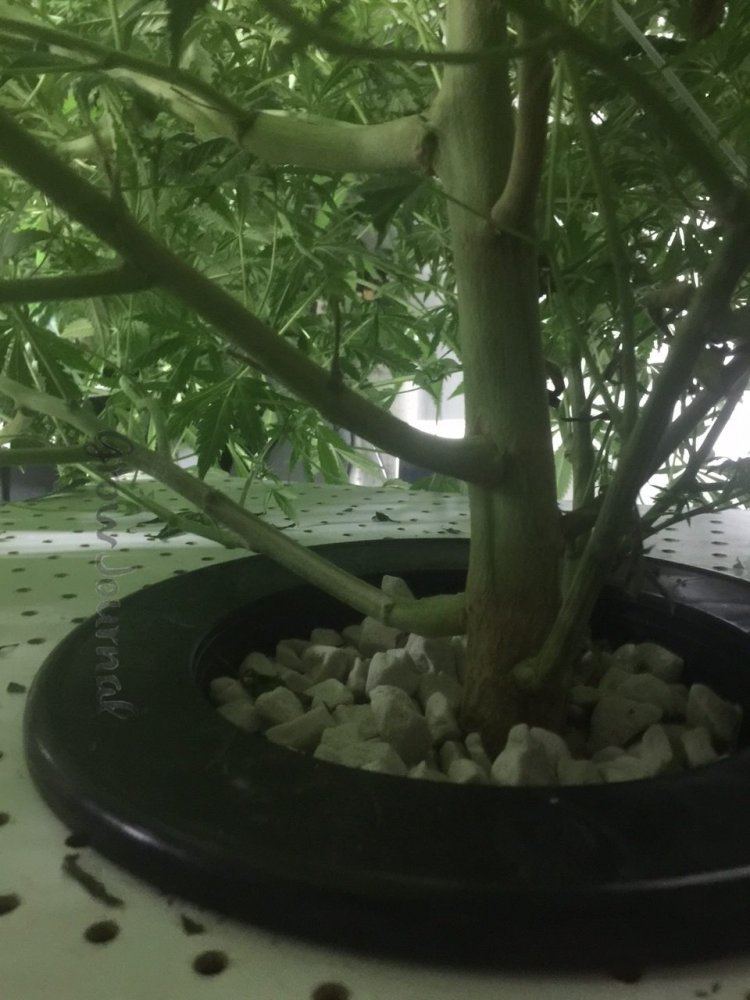 Stem4