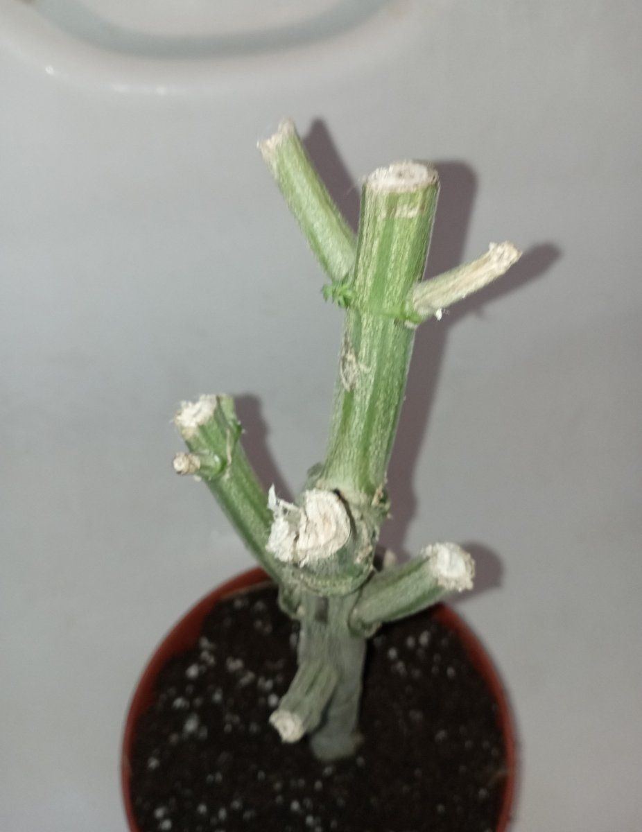 Stemplant