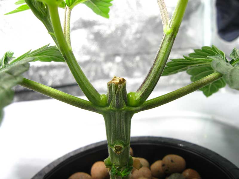 Stems thicken after topping
