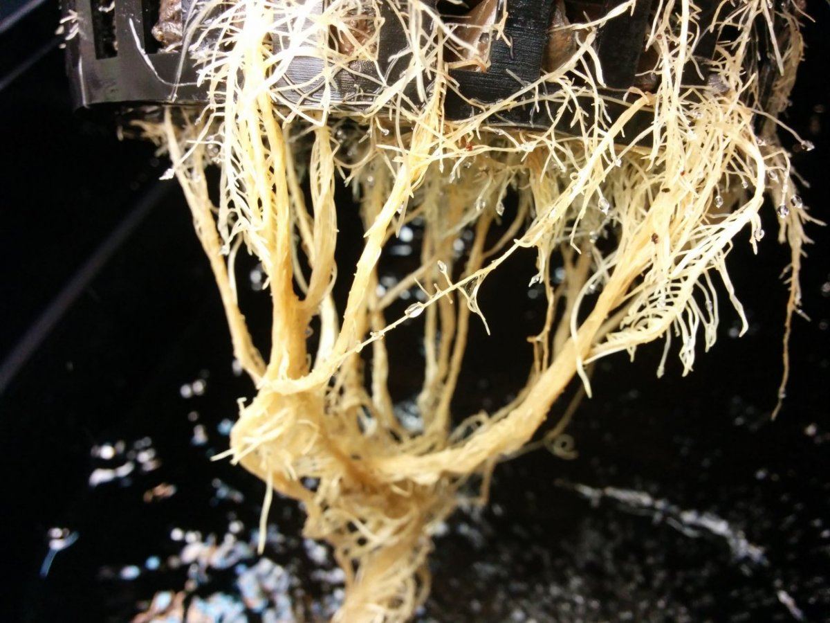 Sterilization vs bennies to fix root problems