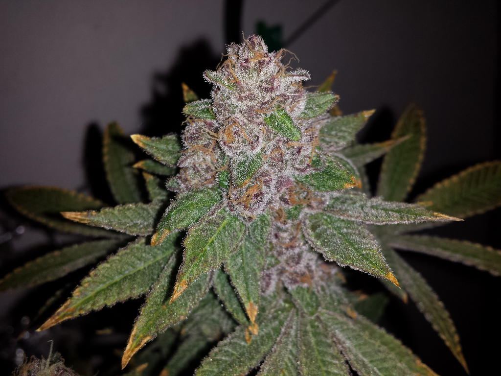 Steveurkle