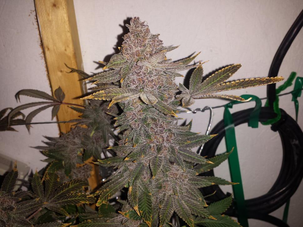 Steveurkle