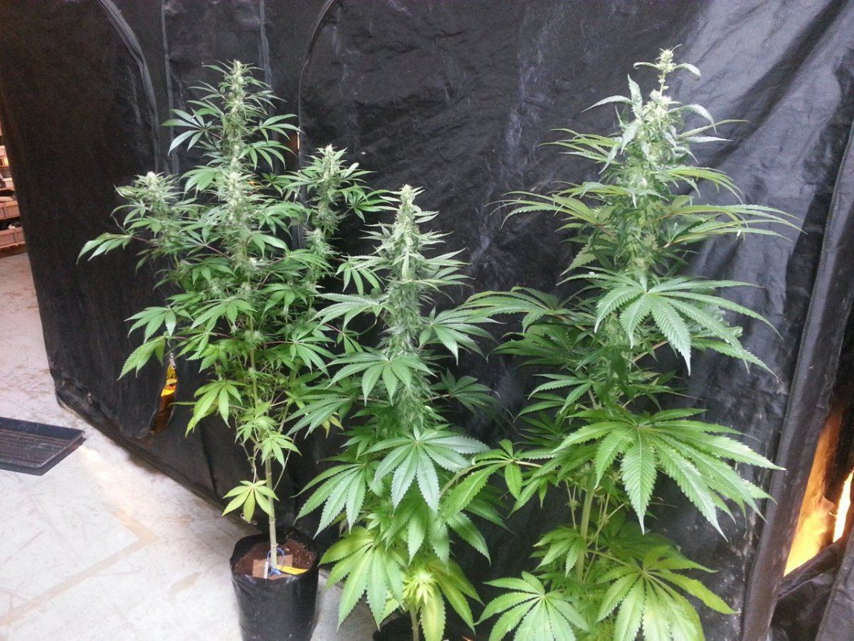 StF 55