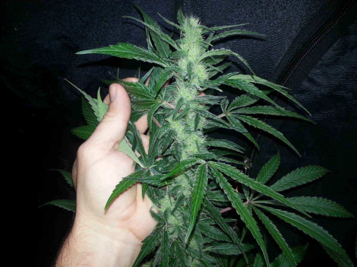 StF155wks