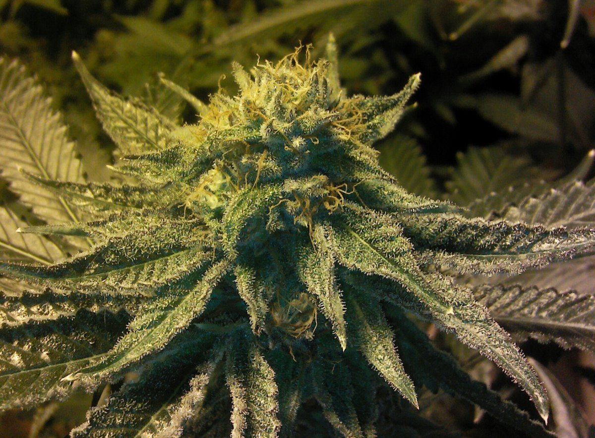 Sticky buds from canada 2