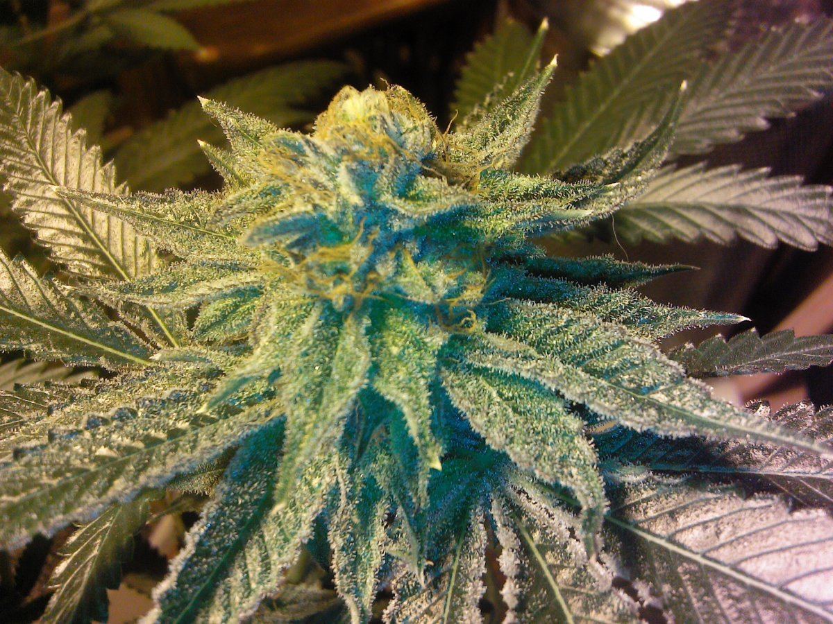 Sticky buds from canada