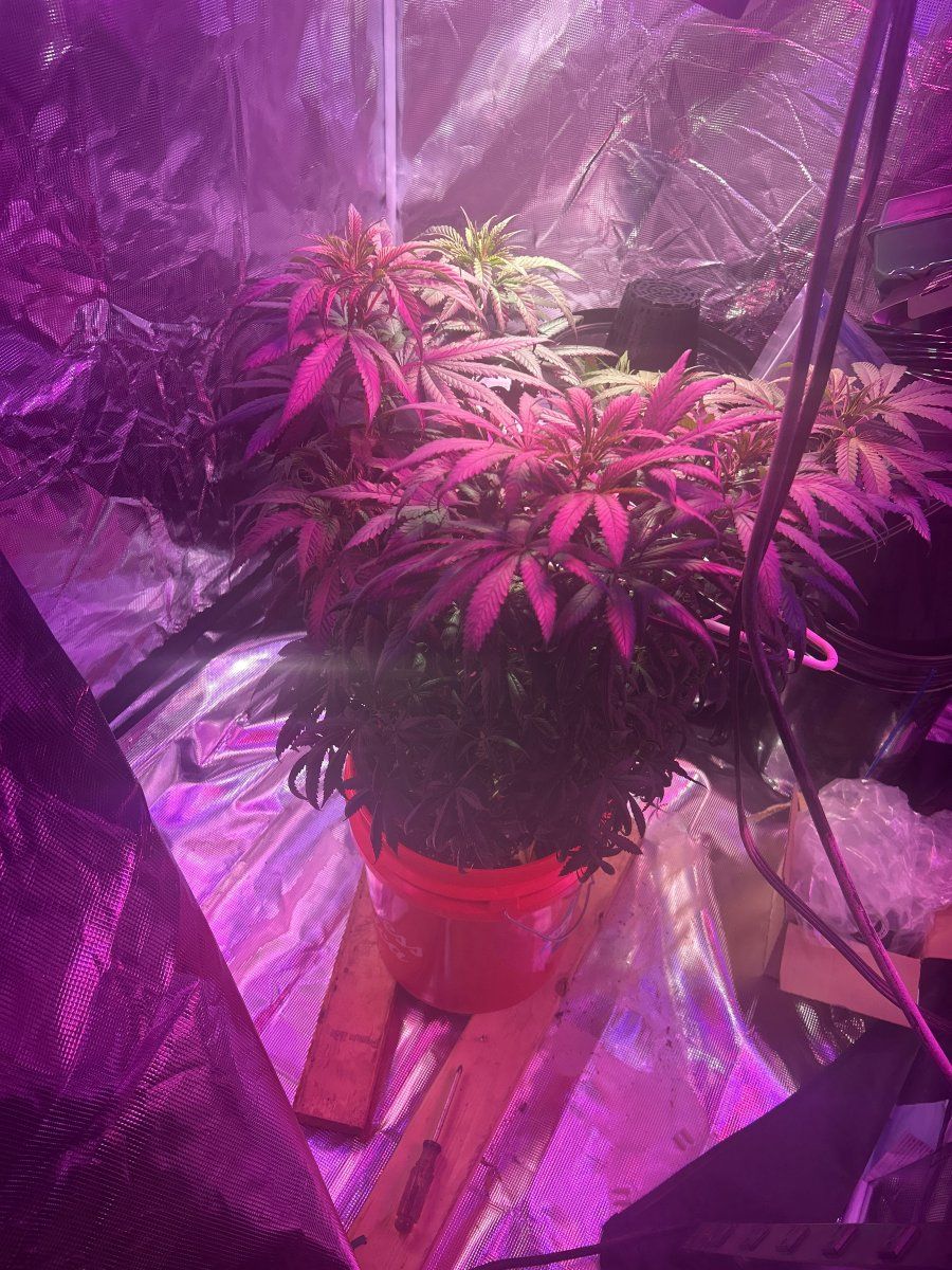 Still growing staying positive and patient 2